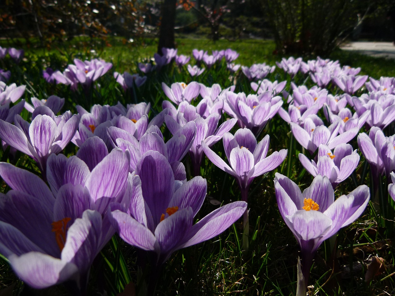 Atelier jardin #5 : Semis des plantes alpines