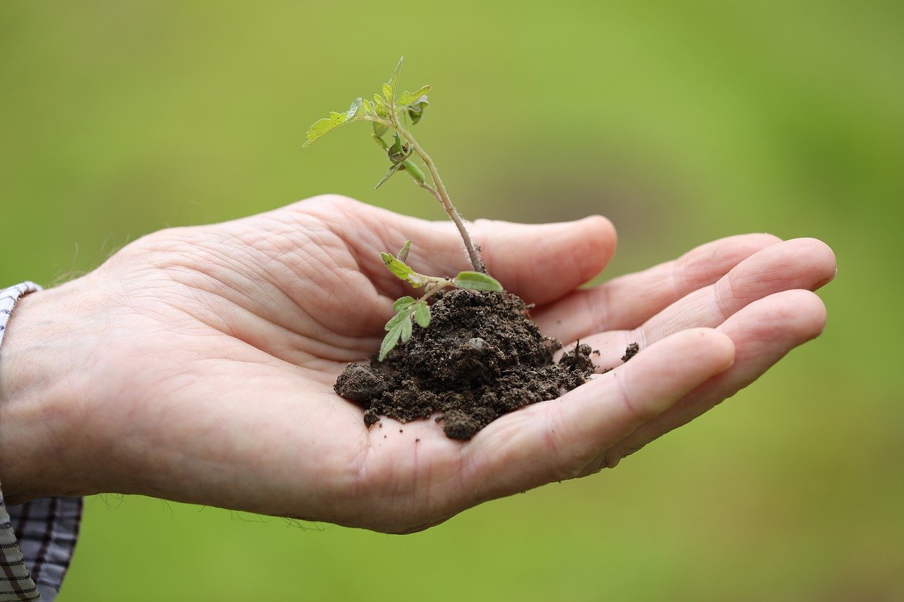 Atelier jardin #8 : Les bons plants (troc) 